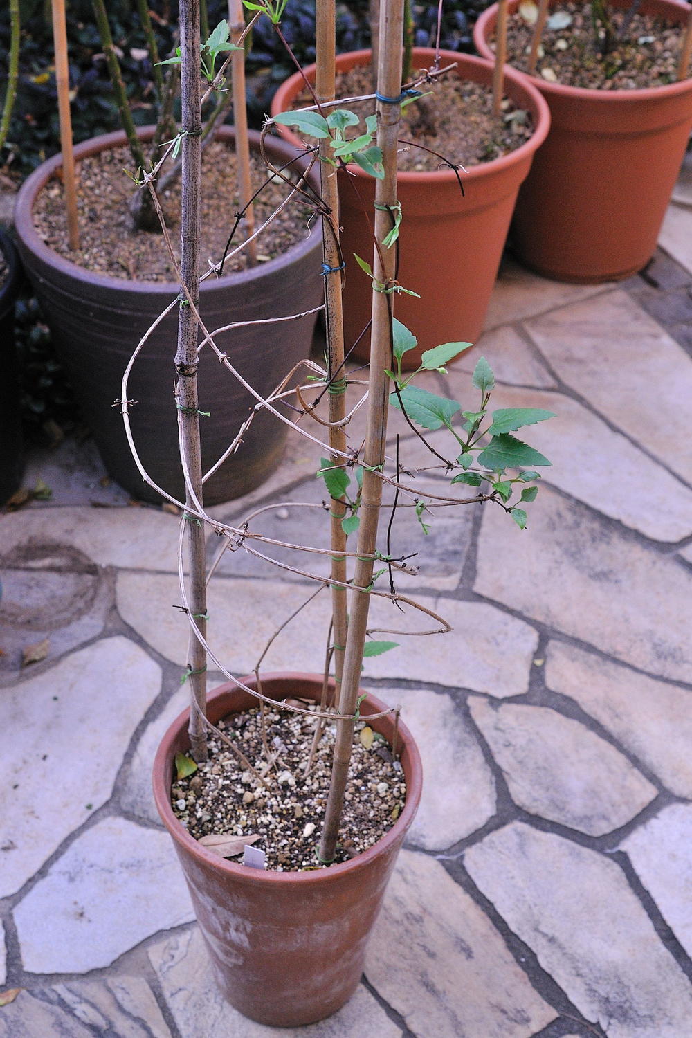 DSC_4240.jpg