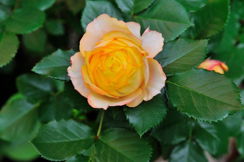 DSC_2492.jpg