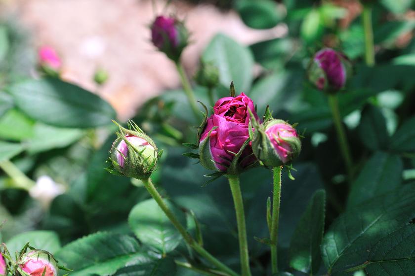 DSC_2663.jpg