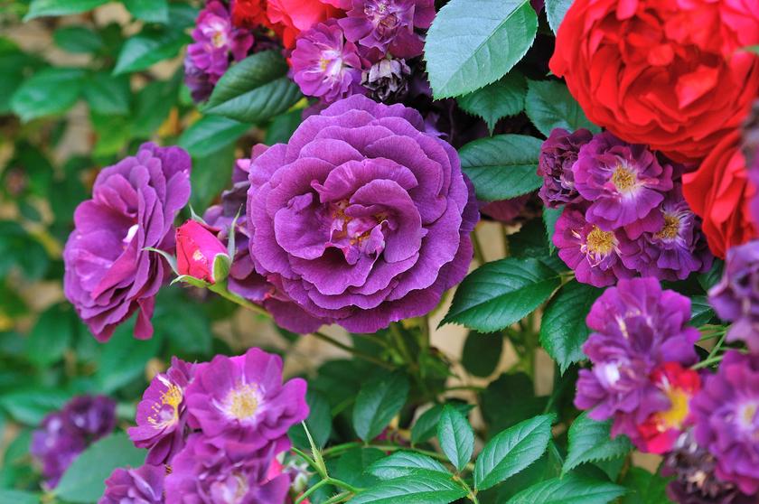 DSC_3445.jpg