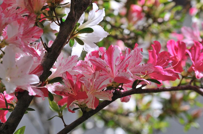 DSC_8021.jpg