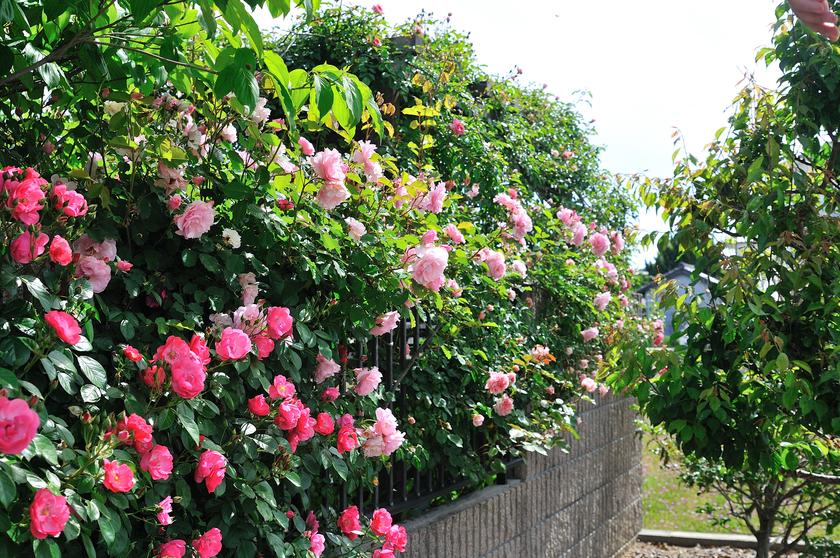 DSC_8335.jpg