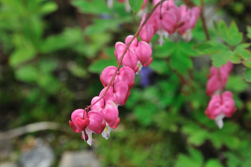 DSC_9487.jpg