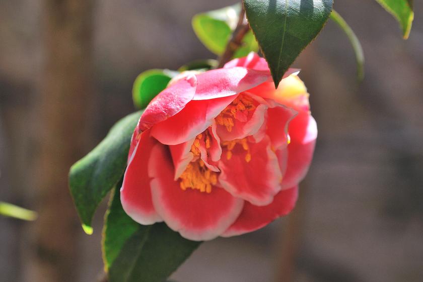 DSC_0940.jpg