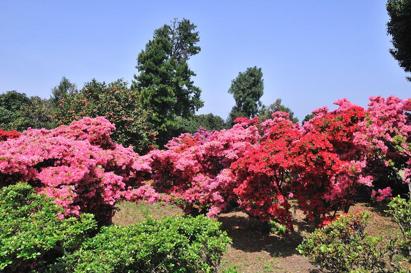 DSC_2049.jpg
