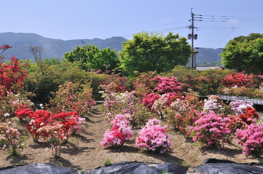 DSC_1974.jpg
