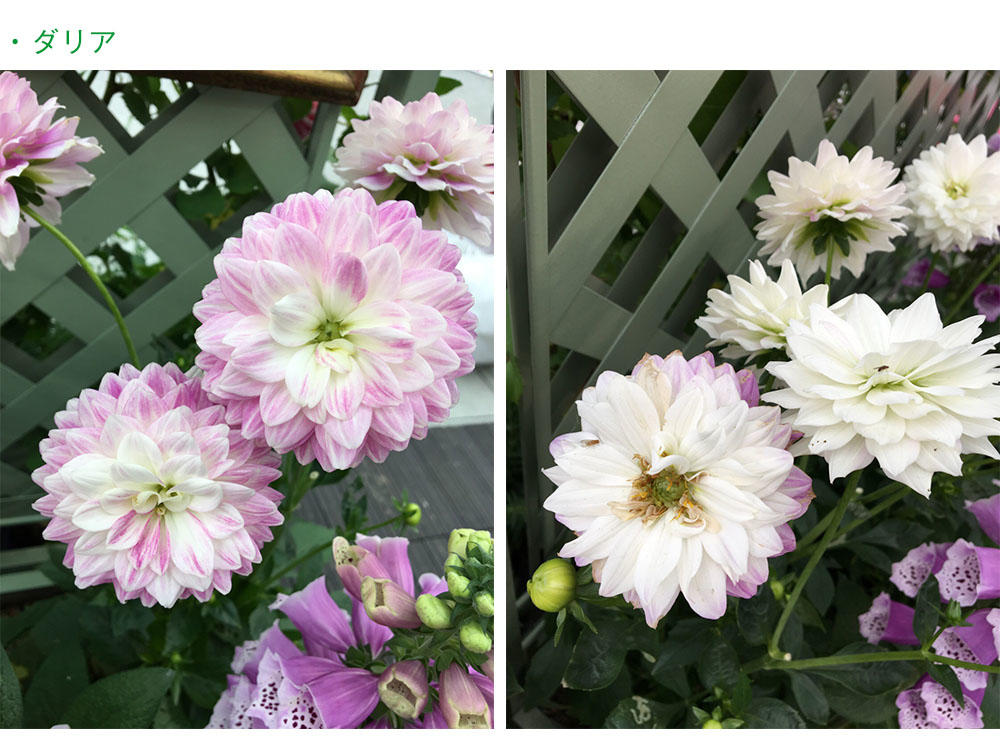 flower08.jpg