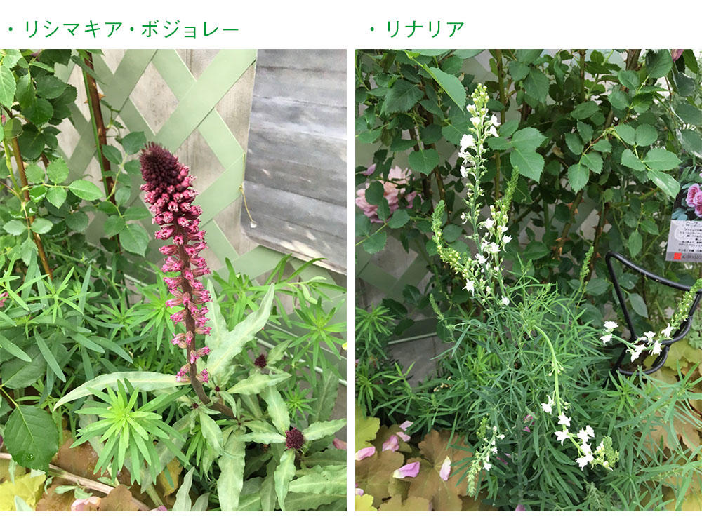 flower11.jpg