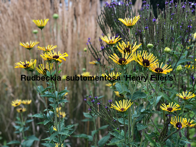 PastedGraphic-9.png