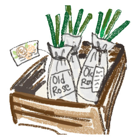裸苗1.jpg