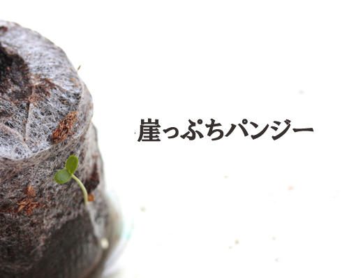 崖っぷち.jpg