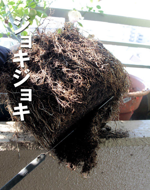 土替え4.jpg