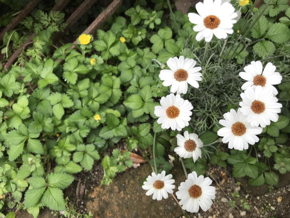 クリサンセマム
