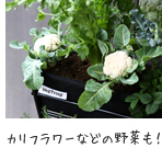 �J���t�����[�Ȃǂ̖��