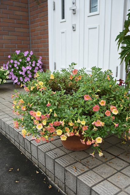 DSC_8020.JPG